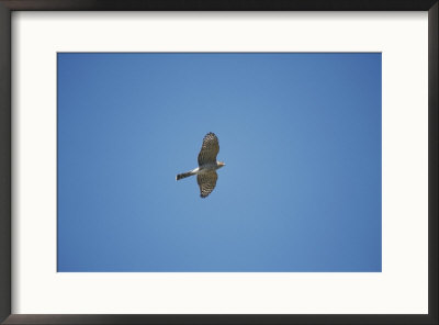 A Peregrine Falcon Soars Above The Apostle Islands by Raymond Gehman Pricing Limited Edition Print image