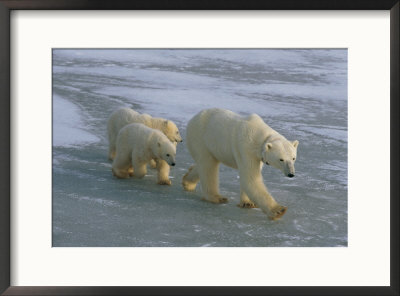 A Mother Polar Bear Walks Across The Ice With Her Cubs by Paul Nicklen Pricing Limited Edition Print image