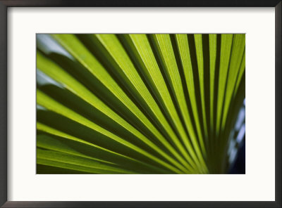 A Close View Of Sunlight Shining Through The Leaves Of A Palm Tree by Todd Gipstein Pricing Limited Edition Print image