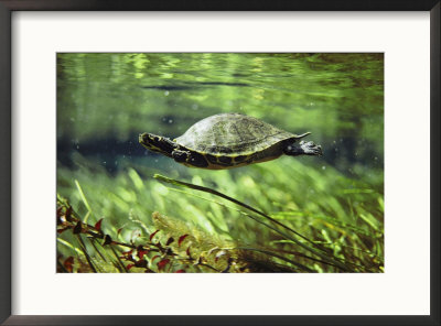A Freshwater Turtle Swimming Underwater by Bill Curtsinger Pricing Limited Edition Print image
