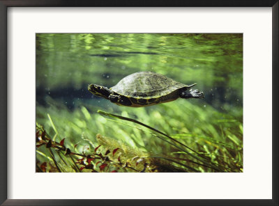 A Freshwater Turtle Swimming Underwater by Bill Curtsinger Pricing Limited Edition Print image