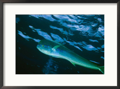 A Close View Of A Dolphin Fish, Also Known As Mahi Mahi, Swimming In The Sea by Bill Curtsinger Pricing Limited Edition Print image
