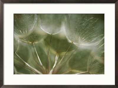 A Close View Of A Dandelion Seed Head by Raul Touzon Pricing Limited Edition Print image