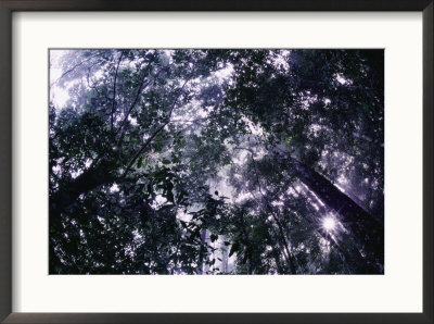 Sunlight Filters Through The Canopy Of A Rain Forest by Mattias Klum Pricing Limited Edition Print image