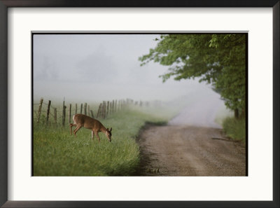 A White-Tailed Deer Feeds By A Dirt Road At Cades Cove by George F. Mobley Pricing Limited Edition Print image
