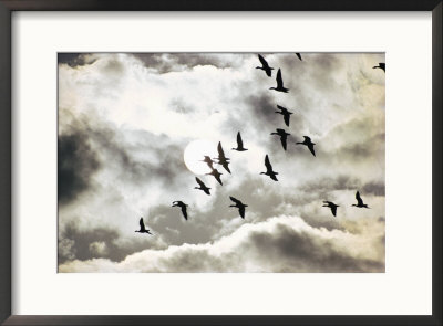 Geese In Flight by Emory Kristof Pricing Limited Edition Print image