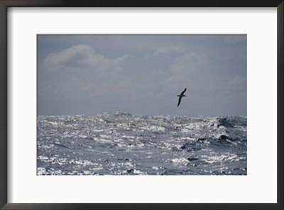 Albatross In Flight Over Sunlit Ocean by Jason Edwards Pricing Limited Edition Print image