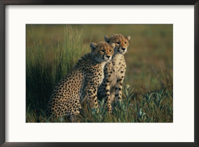 A Portrait Of A Pair Of Juvenile African Cheetahs by Chris Johns Pricing Limited Edition Print image