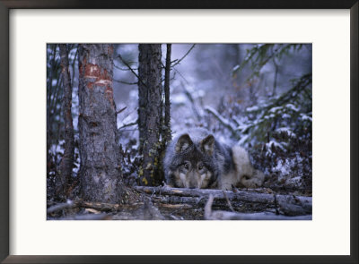 A Wolf (Canis Lupus) Crouches Behind A Fallen Branch by Paul Nicklen Pricing Limited Edition Print image