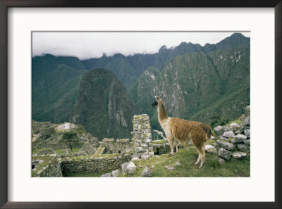 Llama Stands Near The Ruins by Mattias Klum Pricing Limited Edition Print image