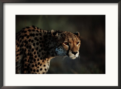 An African Cheetah Stares Intently At An Unseen Object by Chris Johns Pricing Limited Edition Print image