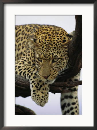 Close View Of Leopard In Tree by Norbert Rosing Pricing Limited Edition Print image