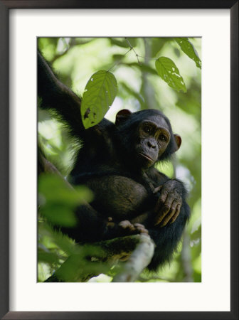A Chimpanzee In A Tree by Michael Fay Pricing Limited Edition Print image