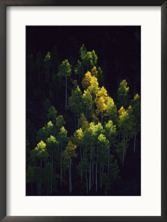 Sunlight Highlights Aspen Trees In Their Fall Colors Near Silverton by Melissa Farlow Pricing Limited Edition Print image