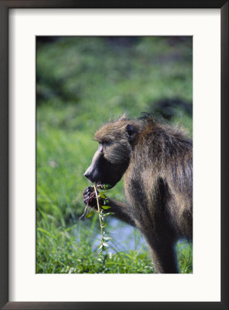 A Chacma Baboon Eating Some Weeds In Chobe National Park by Beverly Joubert Pricing Limited Edition Print image