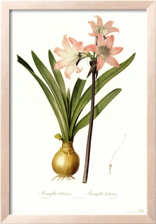 Amaryllis Belladonna by Pierre-Joseph Redoute Pricing Limited Edition Print image