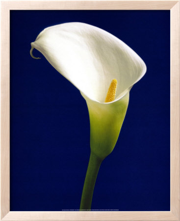 Calla On Blue Ii by Alex Sedgwick Pricing Limited Edition Print image
