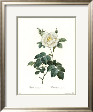 Rosa Albaflore Pleno by Pierre-Joseph Redoute Pricing Limited Edition Print image