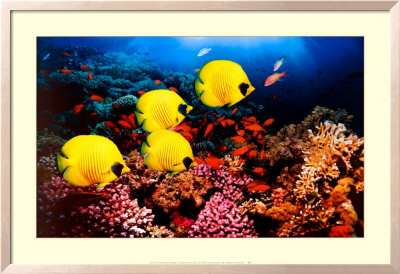 Red Sea Serenity by Georgette Douwma Pricing Limited Edition Print image