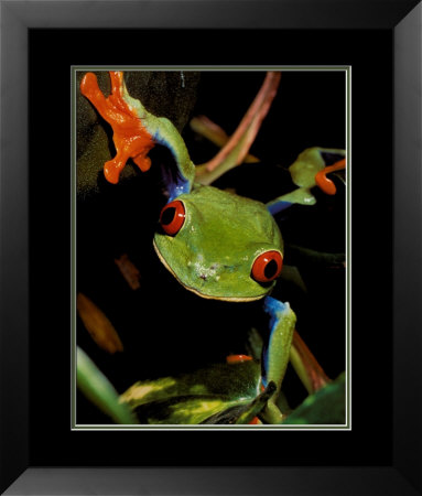 Red-Eyed Tree Frog by J. Mitchell Pricing Limited Edition Print image
