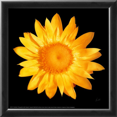 Strawflower by Mitch Ostapchuk Pricing Limited Edition Print image