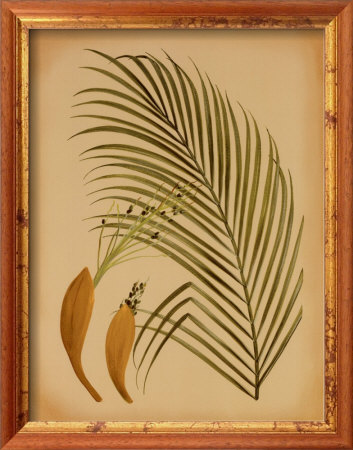 Palm Frond Iv by Wilbur Pricing Limited Edition Print image