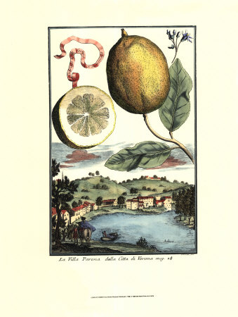 Lemon Of Cedrato by Johann Christof Volckamer Pricing Limited Edition Print image