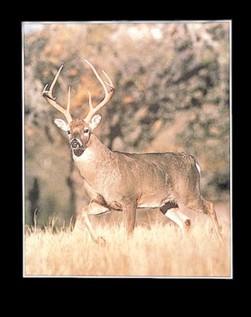 Whitetail Buck by Bill Lea Pricing Limited Edition Print image