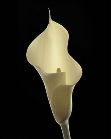 Calla Lily I by George Fossey Pricing Limited Edition Print image