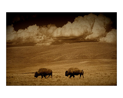 Buffalo Sky by Jim Tunell Pricing Limited Edition Print image
