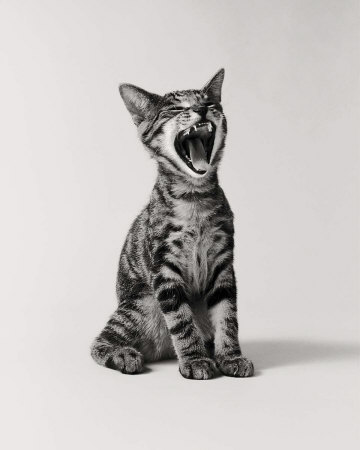 Awakening Cat by H. Armstrong Roberts Pricing Limited Edition Print image