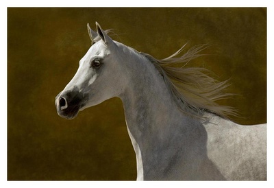 Grey Prancer I by Robert Dawson Pricing Limited Edition Print image