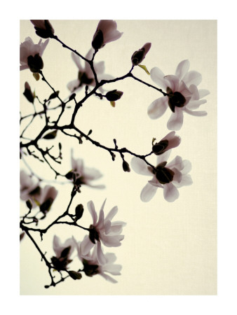 Magnolia Iv by Alicia Bock Pricing Limited Edition Print image