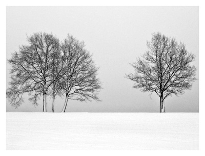 Winter Tree Line Ii by Ilona Wellmann Pricing Limited Edition Print image