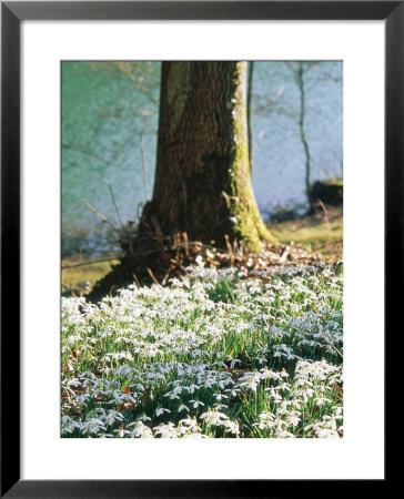 Plants Under Trees Galanthus Nivalis (Snowdrop) Growing Under Tree, March Lake Behind by Mark Bolton Pricing Limited Edition Print image