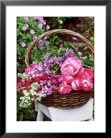 Rosa, Solanum And Larkspur Summer Flowers In A Basket On A White Stool In The Garden by Lynne Brotchie Pricing Limited Edition Print image