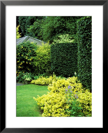 Beech Hedging With Bright Yellow Variegated Euonymus At Base by Lynn Keddie Pricing Limited Edition Print image