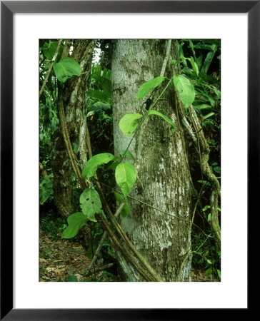 Ayahuasca Vine, Used As Hallucinogen, Amazonian Peru by Paul Franklin Pricing Limited Edition Print image