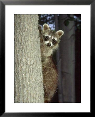 Raccoon, Province Of Quebec, Canada by Philippe Henry Pricing Limited Edition Print image
