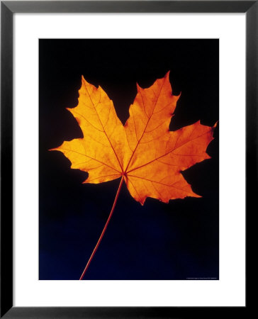 Autumn Leaf by Frank Chmura Pricing Limited Edition Print image