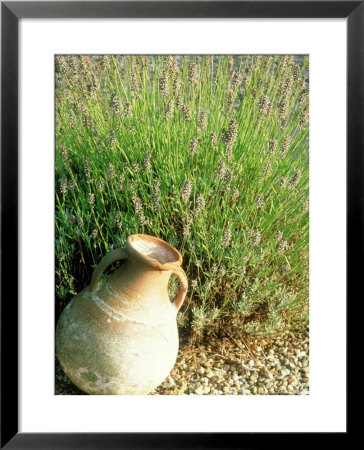 Terracotta Pitcher Lavandula, Gravel, Holt Farm, Somerset by Mark Bolton Pricing Limited Edition Print image