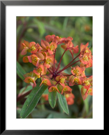 Euphorbia (Fern Cottage) by Mark Bolton Pricing Limited Edition Print image