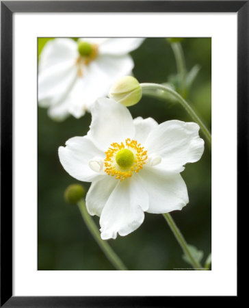 Japanese Anemone by Mark Bolton Pricing Limited Edition Print image