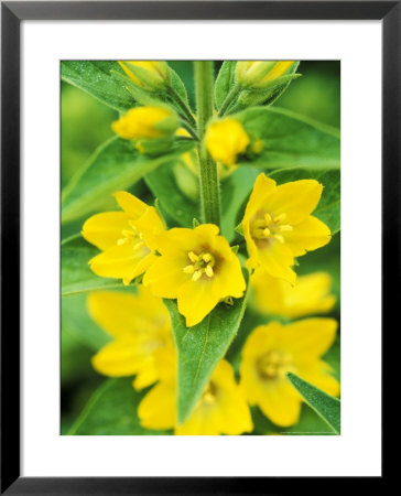 Lysimachia Punctata Close-Up Of Yellow Flower Head by Lynn Keddie Pricing Limited Edition Print image