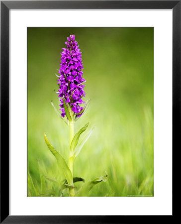 Southern Marsh Orchid, Devon, Uk by David Clapp Pricing Limited Edition Print image