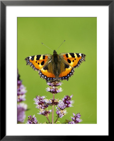 Small Tortoiseshell Butterfly, Feeding On Flowering Mint In Garden, Scotland by Mark Hamblin Pricing Limited Edition Print image