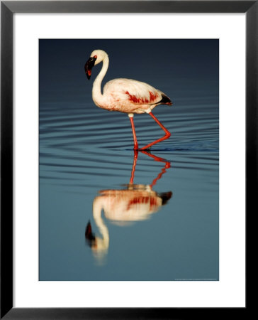 Greater Flamingo, Serengeti National Park, Tanzania by Ariadne Van Zandbergen Pricing Limited Edition Print image