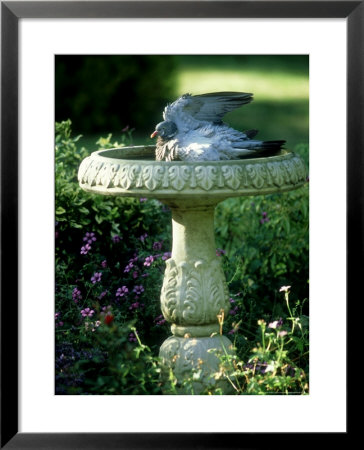 Wood Pigeon In Birdbath, Uk by Ian West Pricing Limited Edition Print image