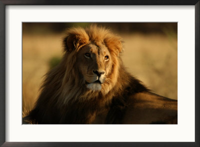 Lions - Namibia, Africa by Keith Levit Pricing Limited Edition Print image