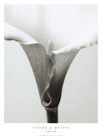 Calla by Steven N. Meyers Pricing Limited Edition Print image